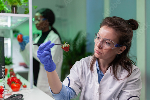 Scientist chemist checking strawberry using medical tweezers working in biotechnology laboratory. Biochemist examining organic fruits typing medical expertise information on computer. photo