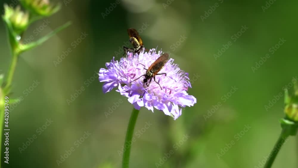 Couple of mosquito or insect collecting pollen of flower,slow motion close up Couple of mosquito or insect collecting pollen of flower,slow motion close up