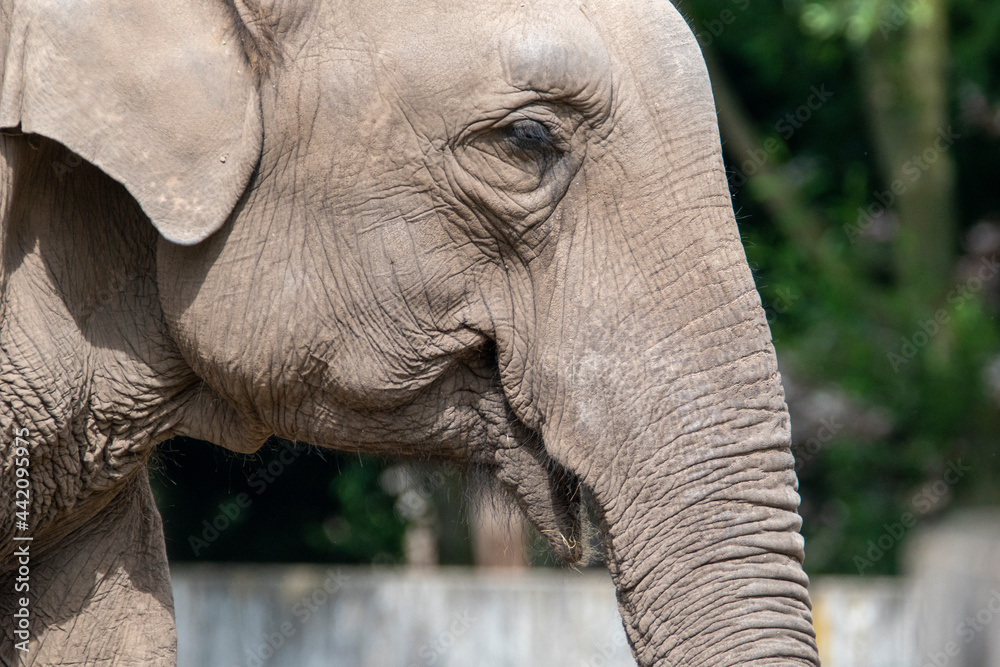 Fototapeta premium elephanthead in zoo