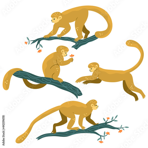 Tropical monkeys on the branches. Set isolated on white background. Vector graphics.