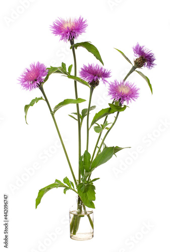 Centaurea (centaury, centory) in a glass vessel on a white background