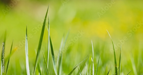 Fresh green grass as background texture