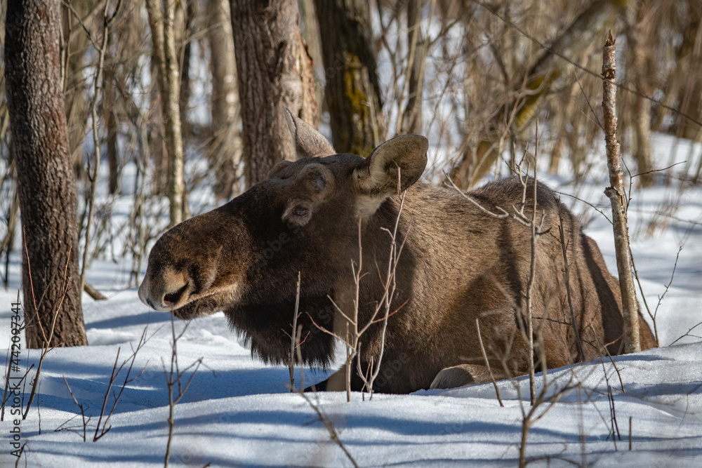 Obraz premium Moose in the forest