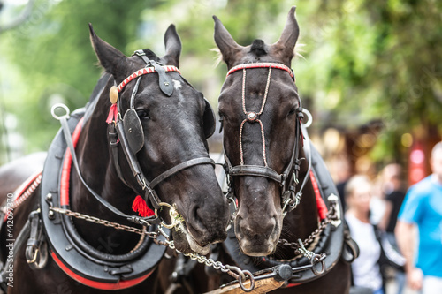 Couple of black horses put their heads in harness together in a busy touristy street