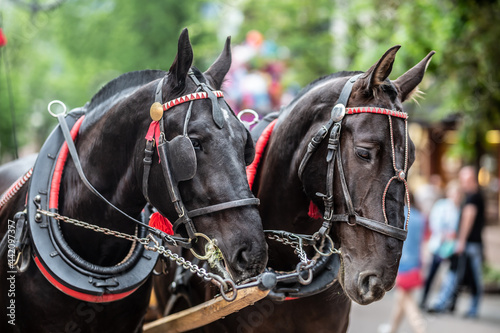 Horses in harness pulling carriages for tourists await another customer on a street in the summer