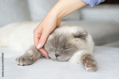 gray scottish fold  cat with womans hand on aa gray background. World Pet Day. Female hand stroking a sleeping  beige cat . © Tetiana