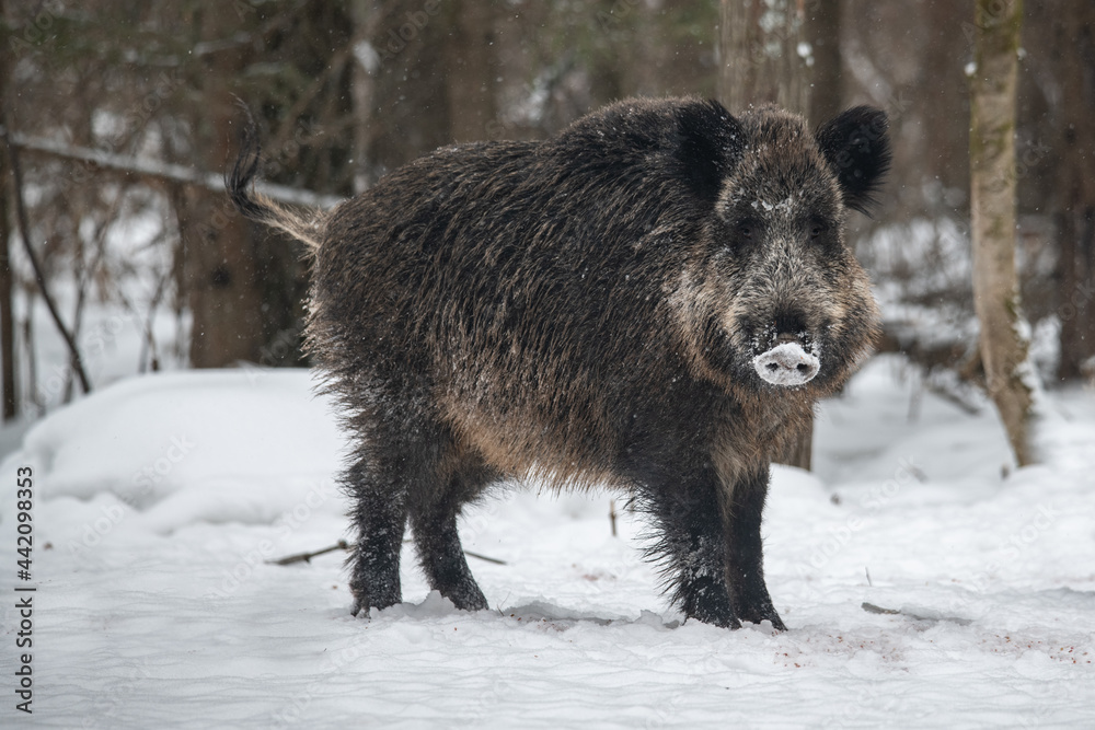 Wild boar Winter Russia