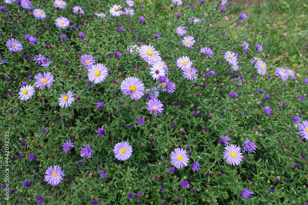 Closed buds and violet flowers of Michaelmas daisies in September Closed buds and violet flowers of Michaelmas daisies in September