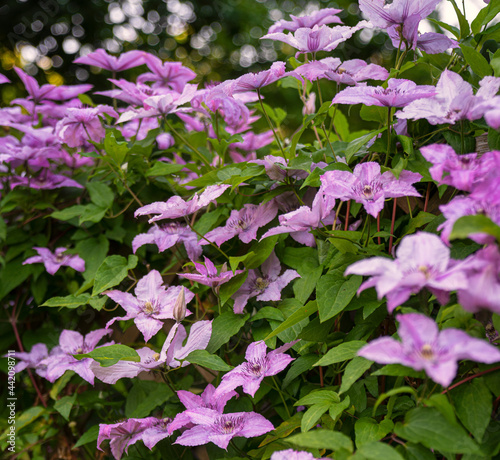 Clematis full of flowers in...