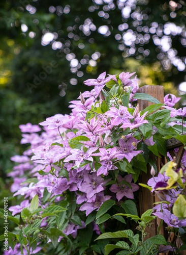 Clematis full of flowers in...