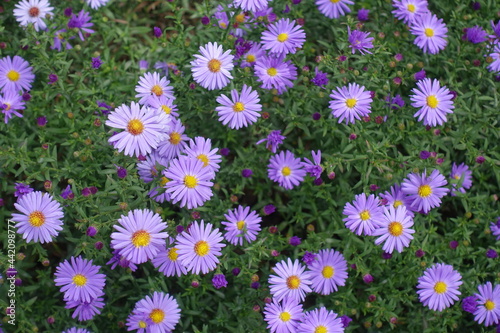 Florescence of violet Michaelmas daisies in September