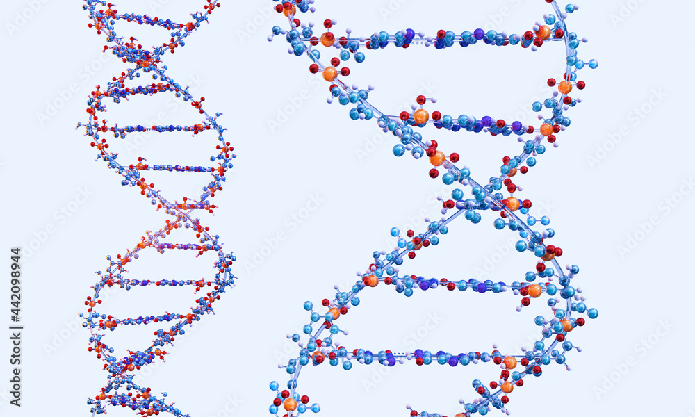 Human DNA double helix molecular structure composed of nucleotides ...