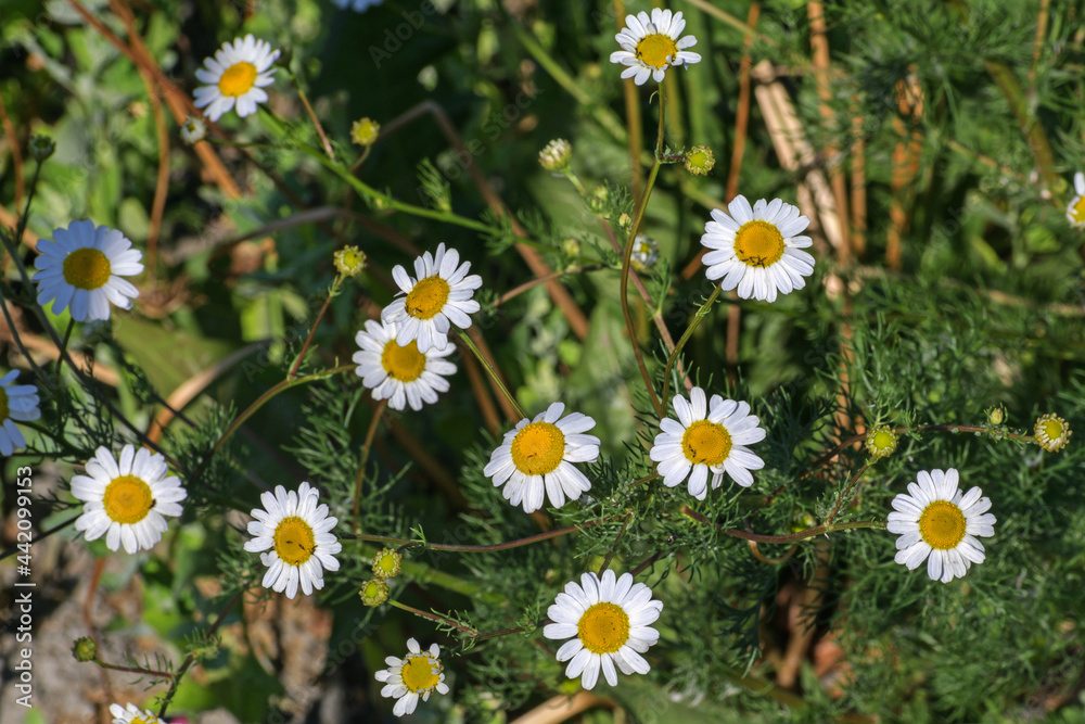 A family of daisies in a summer meadow on a sunny day