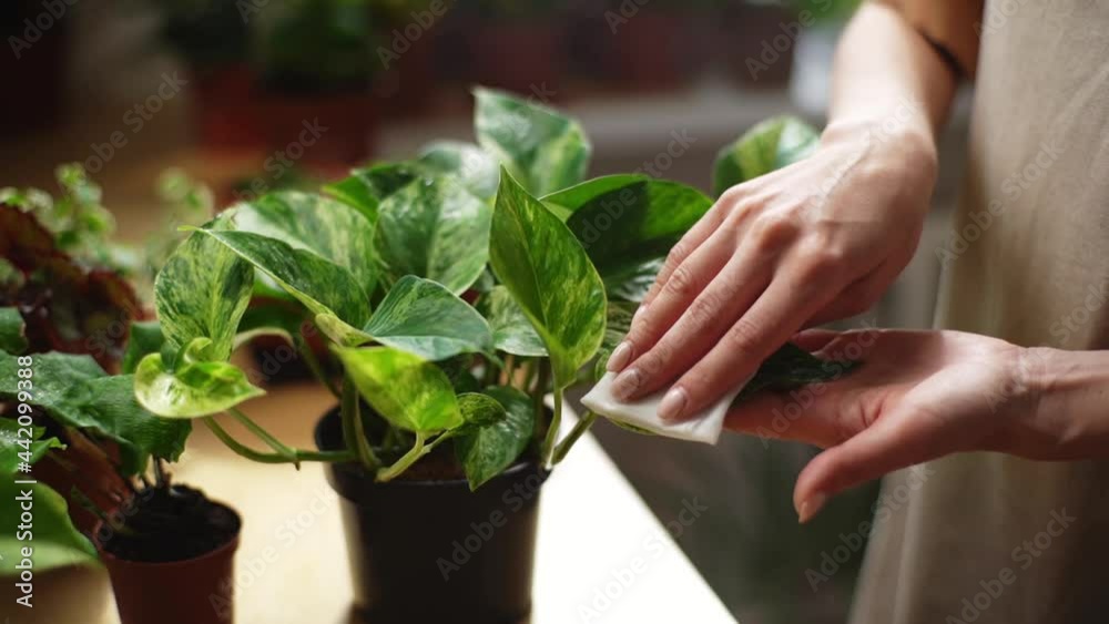 Close-up hands of unrecognizable young woman florist takes care of plants in home with hands, dusting flowers. TRacking shot of female removes dust from green foliage of plants in floral shop. Close-up hands of unrecognizable young woman florist takes care of plants in home with hands, dusting flowers. TRacking shot of female removes dust from green foliage of plants in floral shop.