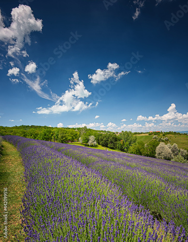 Nice lavender field in Hung...