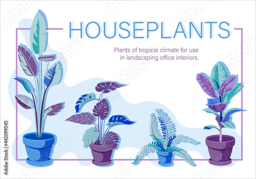 Monstera, ficus, banana, fern. Houseplants. Set. Vector floral poster. Iimage of room flowers.