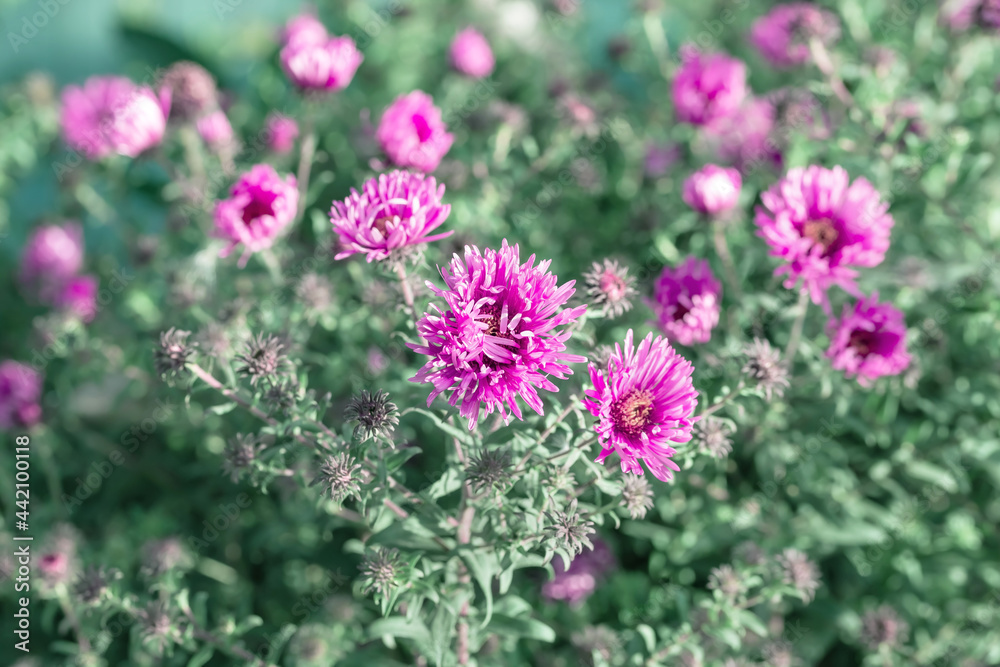 Autumn flowers in the garden, natural floral background with blooming pink chrysanthemums Autumn flowers in the garden, natural floral background with blooming pink chrysanthemums