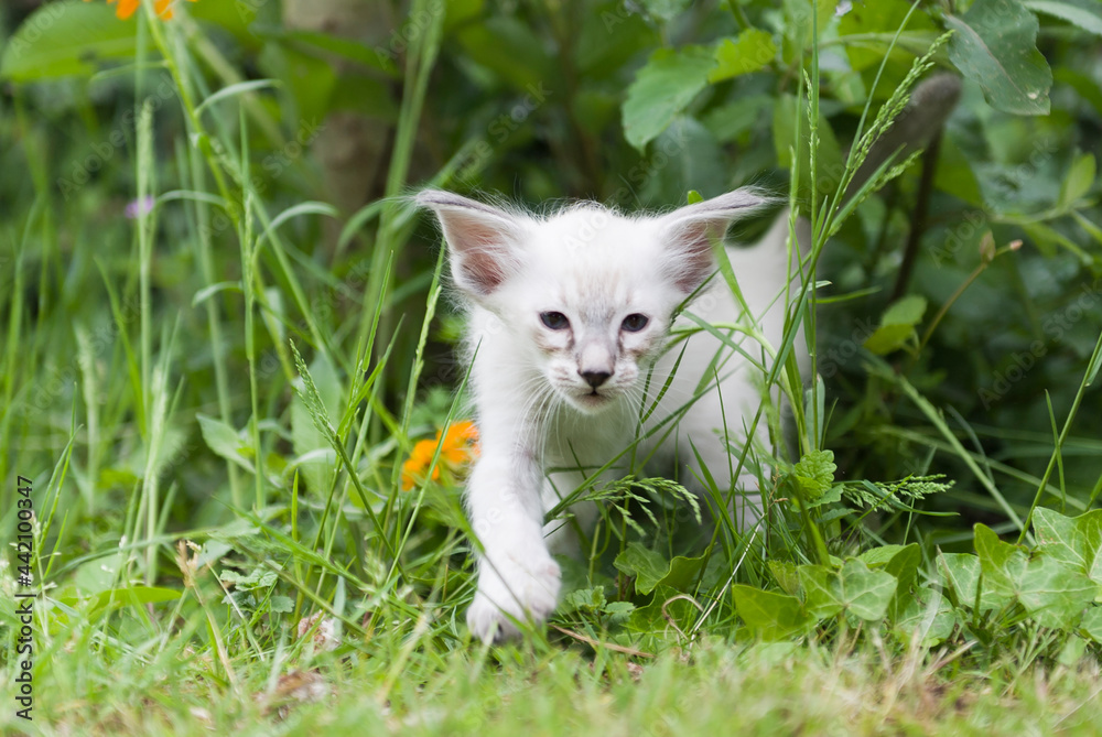 Balinesen Kitten erkundet den Garten