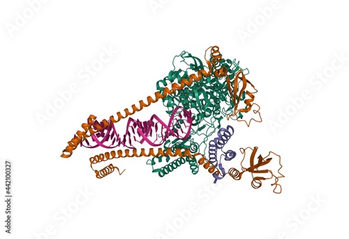 Konstfotografi Structure of replicating SARS-CoV-2 polymerase, non-spructural proteins 8 (brown
