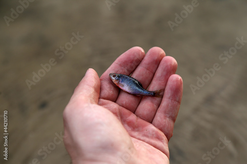 One small fish in the hand