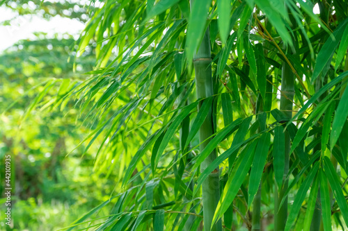 fresh green bamboo leaves at bamboo forest. 