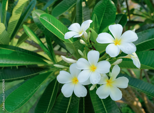 white blooming plumeria flowers with natural green leaves background. 