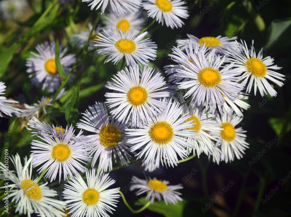 White beautiful daisies in green grass in summer. White beautiful daisies in green grass in summer.