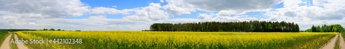 Panoramic photo of rapeseed field with road against the background of sky and sun in summer