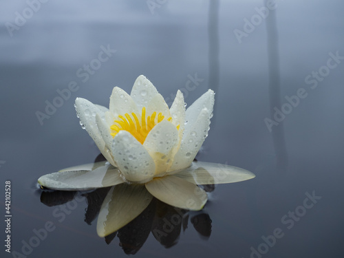 White water lily with large white flower and green leaves on the surface of a lake in the Republic of Karelia, northwestern Russia