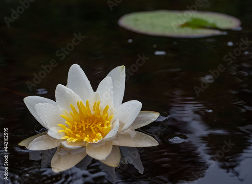 White water lily with large white flower and green leaves on the surface of a lake in the Republic of Karelia, northwestern Russia