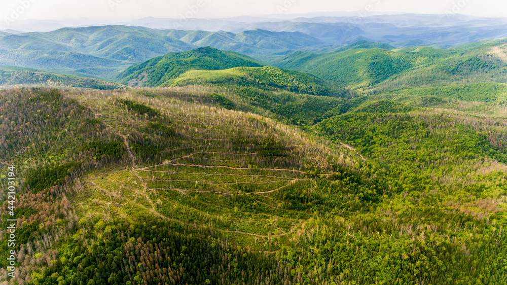 View from above. A place where trees were cut down in a dense Russian forest. An old felling area with illegal cutting of coniferous trees. Ecological catastrophy.