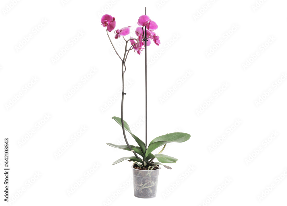 orchid, red flower isolated on white background. Flower in a pot. Indoor plant. orchid, red flower isolated on white background. Flower in a pot. Indoor plant.
