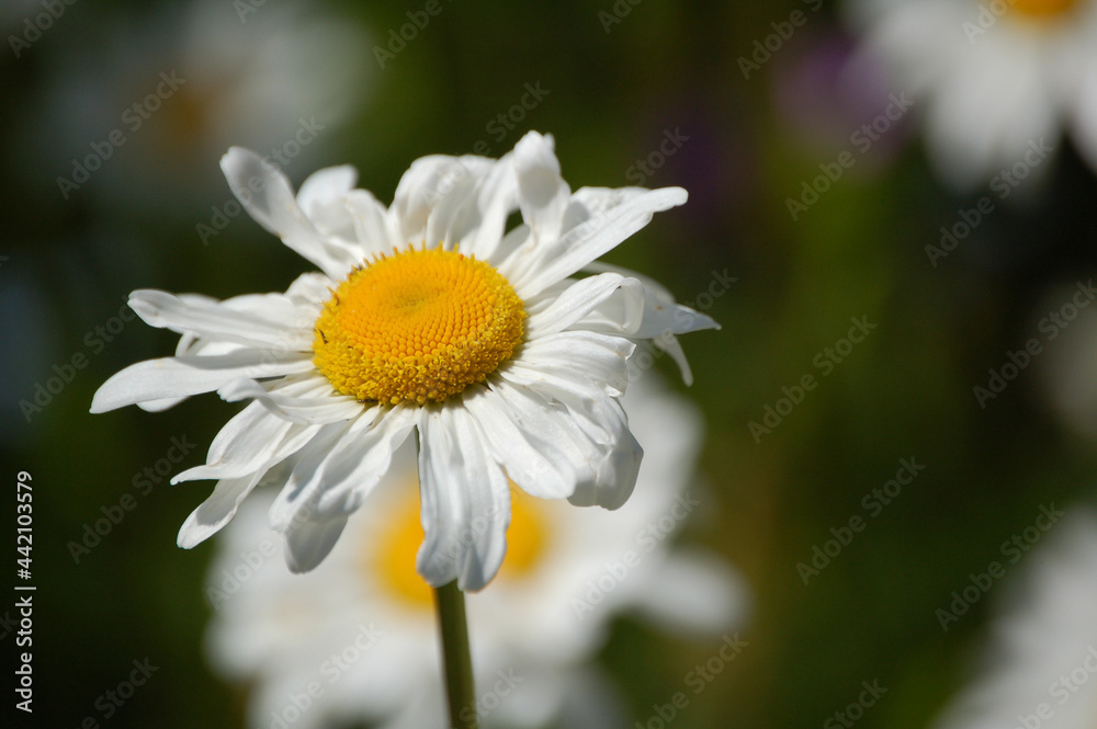 Fototapeta premium Gänseblümchen