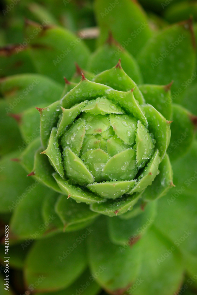 Obraz premium Close up on a Sempervivum, flowering plants in the family Crassulaceae, commonly known as houseleeks. liveforever. hen and chicks. Jovibarba clade. Sempervivoideae. Single large, velvety.
