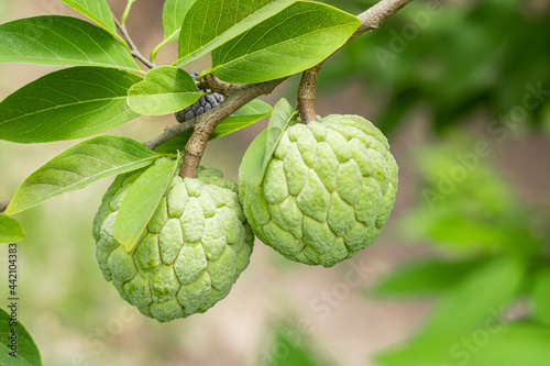 Canvas Print Two fresh custard apples and a branch on the custard tree