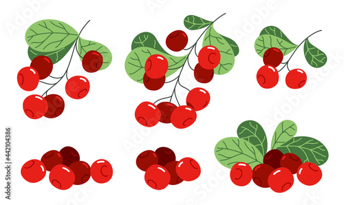 Fresh delicious ripe wild lingonberry vector flat illustration isolated on white, natural diet food vegetation tasty eating, forest wild berries series.
