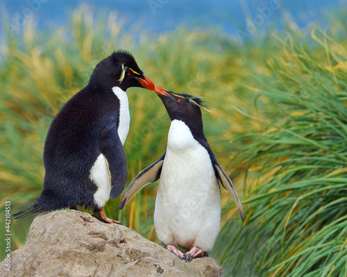 A bonded pair of Rockhopper Penguins engaged in courtship - Falkland Islands  photo