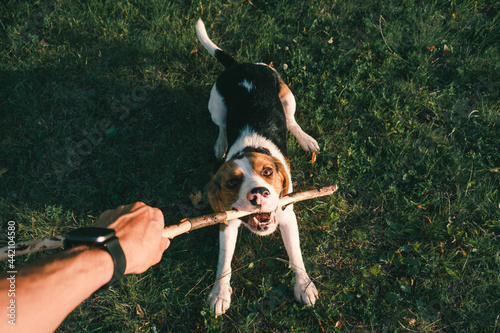Playing with a beagle dog with stick, first person perspective. Human hand holding stick and happy puppy on the grass, wide angle point of view shot photo
