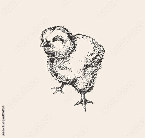 Chick Hand Drawn Sketch Vector illustration. Cute little chicken. Ink drawing. Farm. Poultry farming