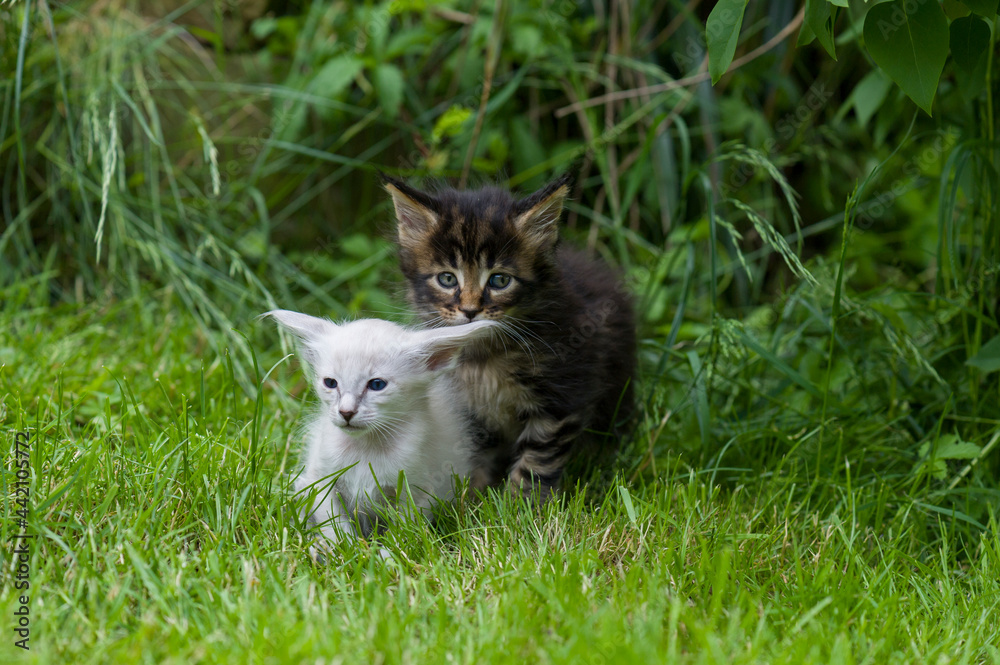 Balinese und Maine Coon Kitten im Garten