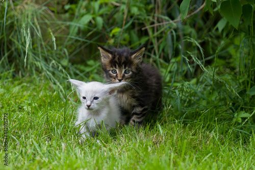 Balinese und Maine Coon Kitten im Garten