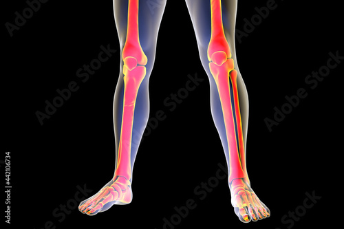Human legs anatomy isolated on black background