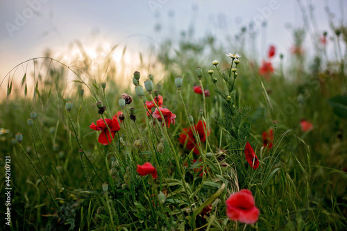 Poppy field on sunset, flowers and grass