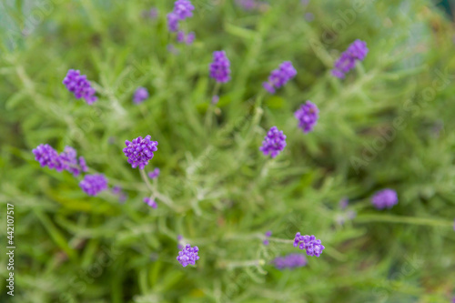 Lawenda jest nie tylko ozdobną rośliną. Swe zastosowanie znalazła m.in. w kosmetyce, medycynie oraz gastronomii.
