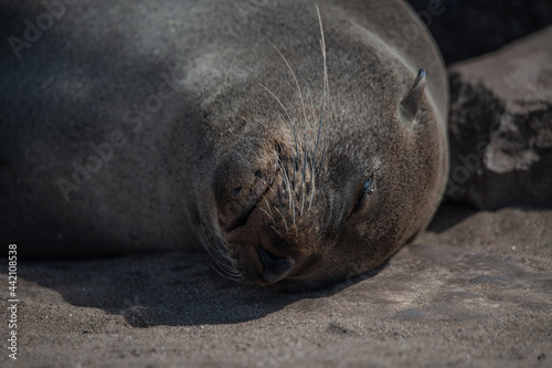 Fur seal Namibia South Africa