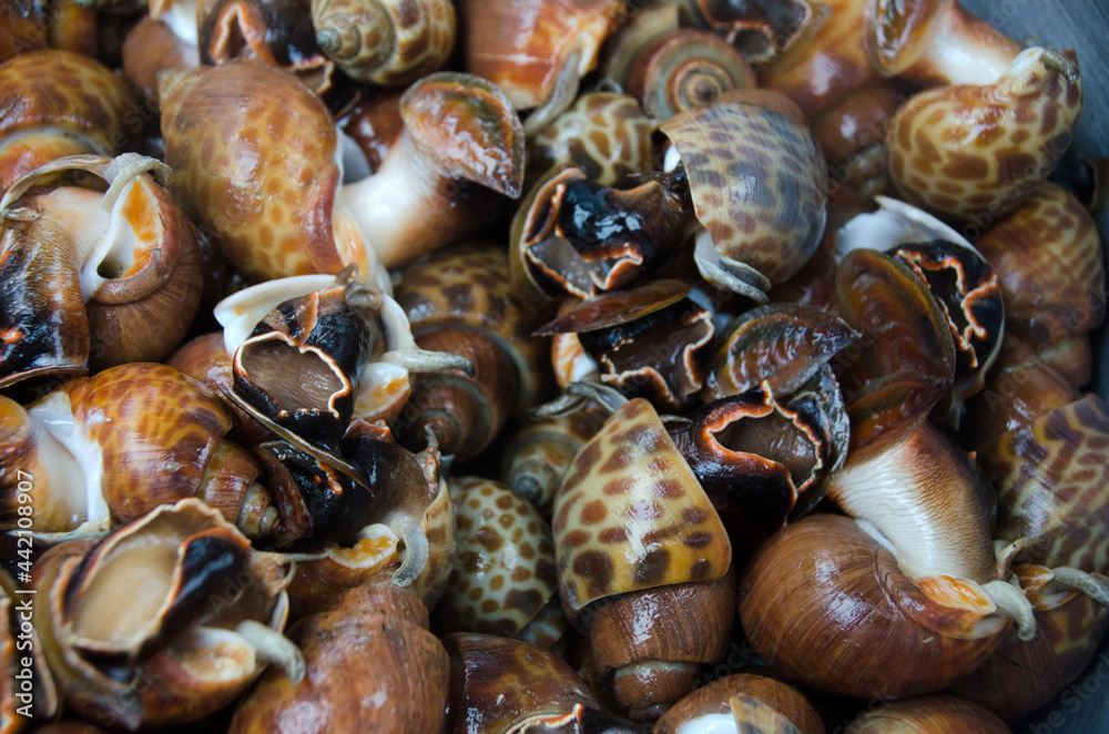 Babylonia areolata on bowl for make seafood. Stock-Foto | Adobe Stock