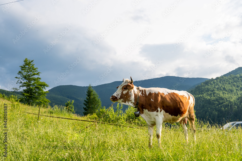 cow in the mountains eats grass