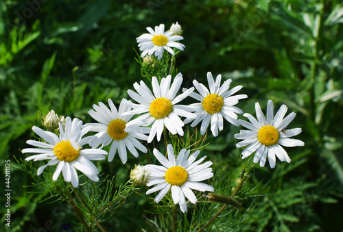 Field of camomiles at sunny day at nature. Camomile daisy flowers in summer day. Medicinal chamomile