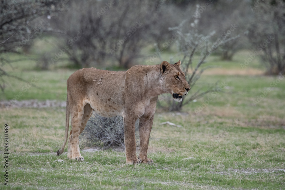 Naklejka premium Lions Africa