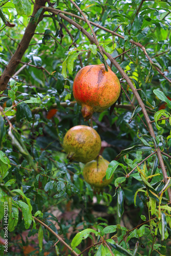 fresh ripe pomegranate on tree branch